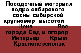 Посадочный материал кедра сибирского (сосны сибирской) крупномер, высотой 3-3.5  › Цена ­ 19 800 - Все города Сад и огород » Интерьер   . Крым,Красноперекопск